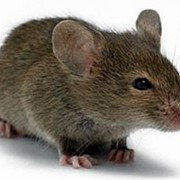 Дератизация. Борьба с крысами в производственных и складских помещениях.