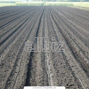 Обработка почвы вспашка, культивация, боронование, посев) фото