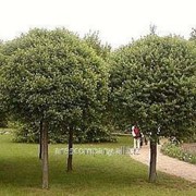Вишня Prunus fruticosa Globosa Обхват ствола 8-10