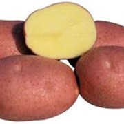 Картофель сорта Белароза
