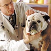 Услуги ветеринарные, Ветеринарная диагностика, Ветеринарная диагностика на дому фото