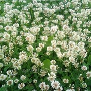 Клевер белый (ползучий) семена (Trifolium repens L.)