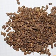 Эспарцет семена Песчаный 1251(Onobrychis, Onobrycgis)