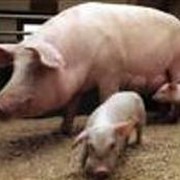 Свиньи мясомолочные животные продам