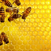Продажа продукции пчеловодства