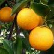 Апельсин, сорт "Вашингтон Навел" (саженцы цитрусовых)
