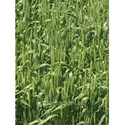 Насіння ярої пшениці Елегія Миронівська фото