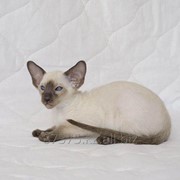 Сиамский породистый котенок фото