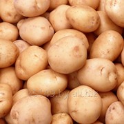 Семенной картофель Гала фотография