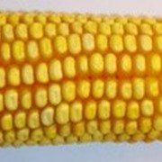 Гибрид кукурузы Оржиця 237МВ