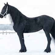 Лошади фризской породы Noah fan`t Surcher-Oord фото