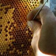 Мёд алтайский фото