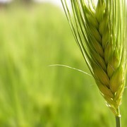 Фосфатные удобрения фото