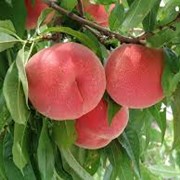 Новые сорта саженцев персика от производителя!! фотография
