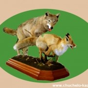 Чучела волка и лисы фото