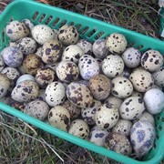 Перепелиные яйца фото