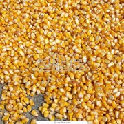 Семена кукурузы Хорол(1-е поколение) фото