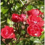 Розы бордюрные, Эксент фото