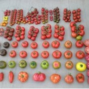 Овощи из Антальи опт фотография