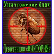 Борьба с домовыми блохами, дезинсекция,дезинфекция, дератизация, уничтожение, грызунов,насекомых в Алматы фото
