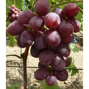 Черенки саженцы винограда купить (сорт Низина 2) фото