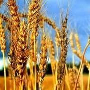 Пшеница фуражная оптом Украина