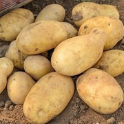 Картофель свежий урожай от производителя 5+ фото