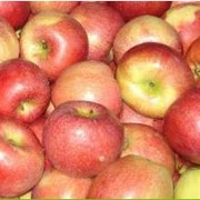 Выращивание яблок под заказ