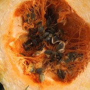 Семена голосемянной тыквы фото