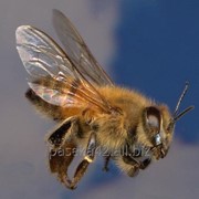 Пчелопакеты Карпатка с доставкой в Красноярск фото