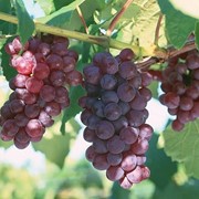 Саженцы винограда ДСП