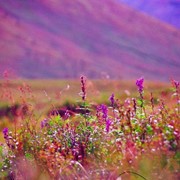 Травы Сибири фото