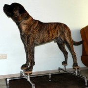 Тренажер для собак - Happy Legs (Хэппи Легс) фотография