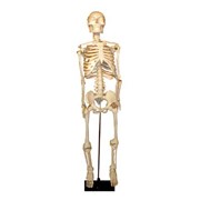 Скелет человека на штативе (85 см.) фото