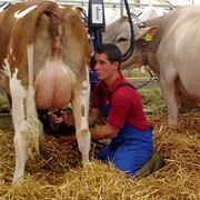 Maxcare для дойных коров фото