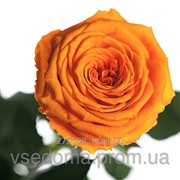 Долгосвежая роза Оранжевый Цитрин 7карат в подарочной упаковке фотография