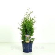 Туя западная Холмструп -- Thuja occidentalis Holmstrup фото