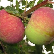 Саженцы яблонь Мелба фото