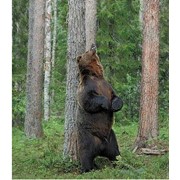 Осенняя охота на Камчатского медведя фото
