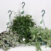 Традесканция (зебрина) Mixtrolley -- Tradescantia Mixtrolley фото