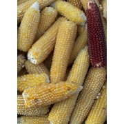 Кукуруза для попкорна, Попкорн фотография