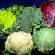 Капуста, Украина фото