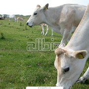 Разведение крупного рогатого скота молочных пород