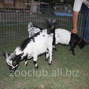 Козы и козлята в Молдове фото