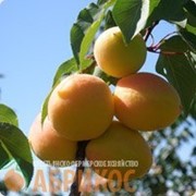 Саженец абрикос