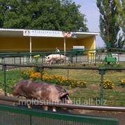 Свинина-полутуши в Молдове фото