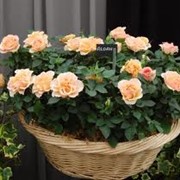 Саженцы роз. Около 50 сортов роз: плетистые, бордюрные, английские, чайно-гибридные.