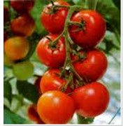 Выращивание помидор фотография