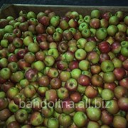 Яблоки Декоста фото