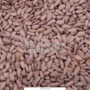 Семена люцерны семиреченской фотография
